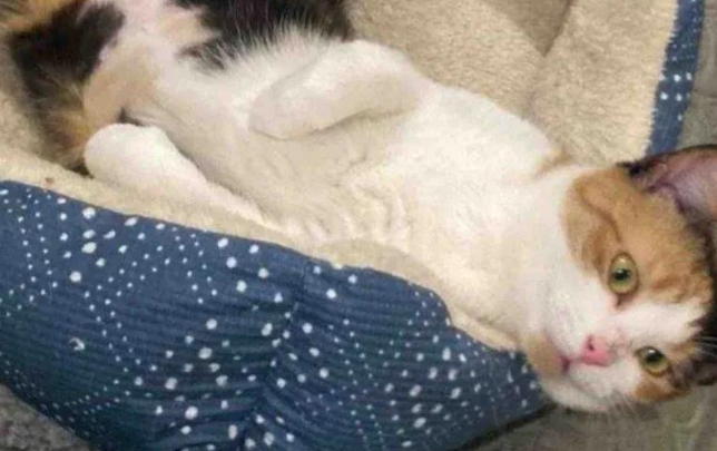 流浪猫的一声求助，温暖了整个寒冬，一切只因你伸出的手！