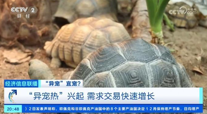 “异宠热”兴起，市场规模近百亿元！记者探访宠物市场