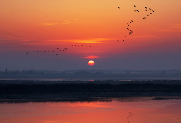 空心村蜕变记：万只鹭鸟当 “招商员”，新农人做 “操盘手”