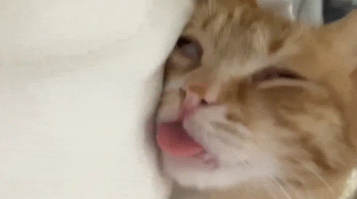 橘猫半睁双眼吐着舌头睡觉，要不是它还喘气，主人差点就打120