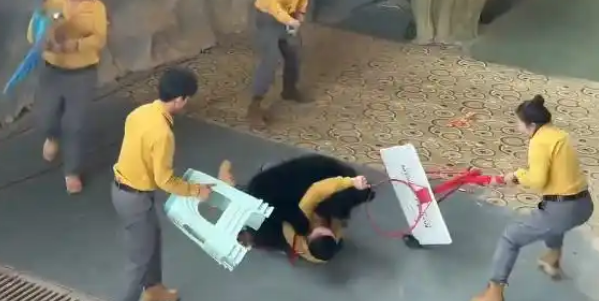 黑熊突袭驯养员，杭州野生动物世界致歉：将取消黑熊演出