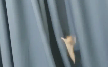 仓鼠爬窗帘滑落时，四肢张开卡在了窗帘缝隙中。网友：它还会轻功 