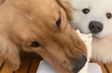 萨摩耶过生日，被金毛抢了蛋糕。一看就知道谁是灵珠谁是魔丸