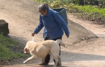 拉布拉多帮奶奶叼橘子，边走边掉，狗：我办事你就糟心吧