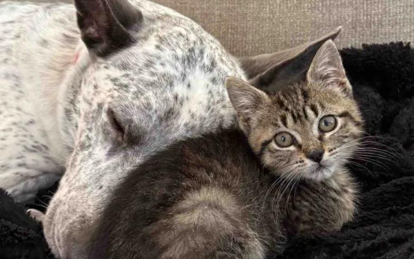 被遗弃的小猫，猫宠狗爱变成团宠