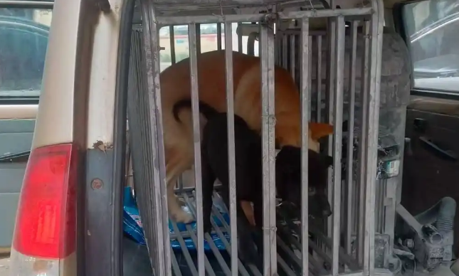 托运途中宠物狗丢失 商家拒赔称司机遭狗咬伤