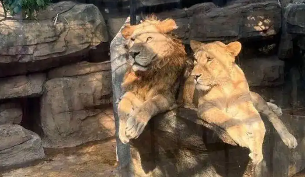 湛江一动物园狮子患哮喘？园方回应：无虐待动物现象