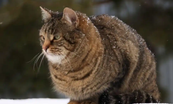 家猫玩雪欢乐多，流浪猫寒冬生存战危机曝光