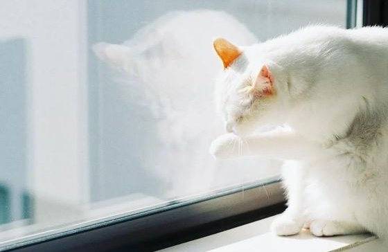 宠物科技新宠：AI项圈让你读懂爱犬情绪！