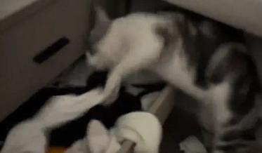猫咪把袜子全扒拉出来，然后躺抽屉里