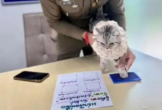 又萌又凶，泰国猫咪连环袭警被捕，拍入案照时满脸写着不服