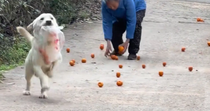 拉布拉多帮奶奶叼橘子，边走边掉，狗：我办事你就糟心吧