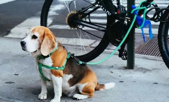 两女子被犬追咬，外卖小哥出手相助，犬只主人已拘留