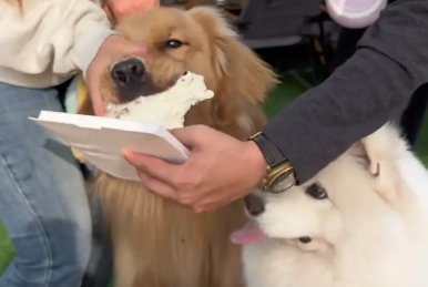 萨摩耶过生日，被金毛抢了蛋糕。一看就知道谁是灵珠谁是魔丸