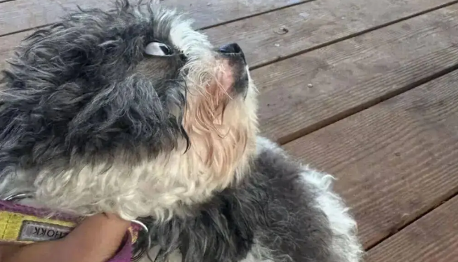 小狗在清迈第一次看到大象，看给孩子都吓成啥了