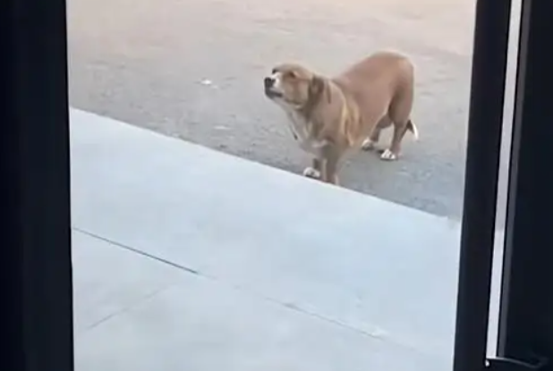 狗狗追着医生“骂”了8年，坚持每天早中晚上门维权！