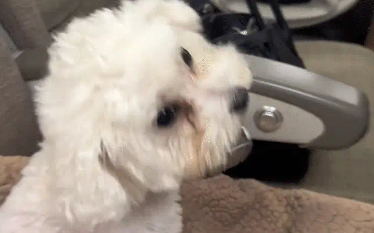 女子坐飞机遇到一只比熊。网友：女士，请不要抚摸其他乘客的身体