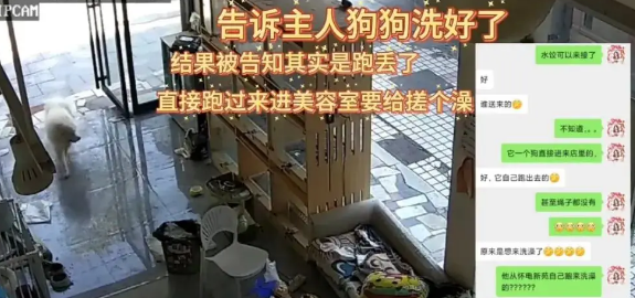 狗子跑丢了，找了老半天结果发现这货居然去SPA了