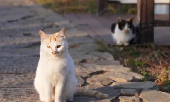 家猫玩雪欢乐多，流浪猫寒冬生存战危机曝光