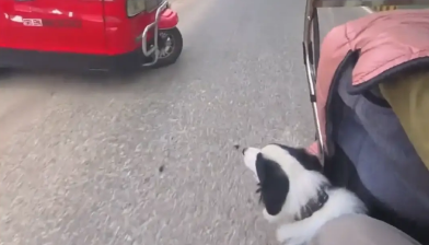 大哥骑车路遇加塞，自家边牧充当喇叭