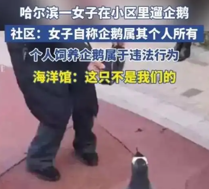哈尔滨小区惊现“遛企鹅”！看似萌宠狂欢，实则违法