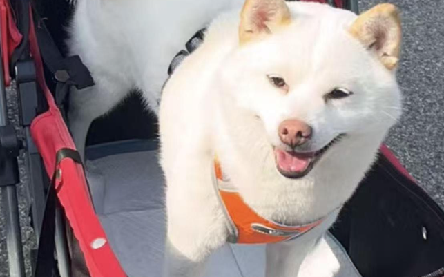 苏州“十全街大馋狗”火了！赖面包店不走引百万网友围观