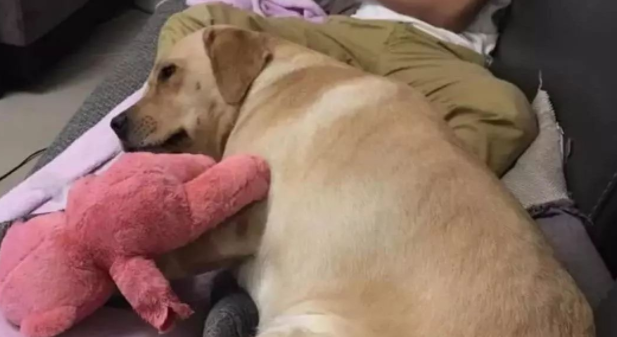 狗狗成了网友的情敌，男朋友直呼冤枉 