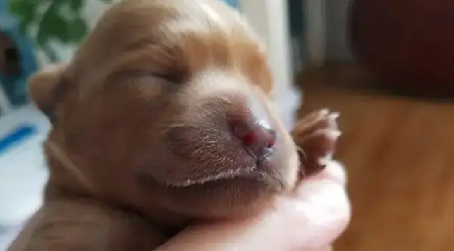 路边捡到一只小串串狗，没想到长大后颜值逆天