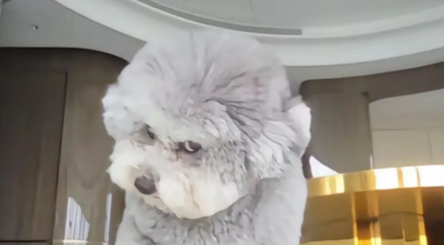 狗子跟监控干架，监控不仅屡撞不坏，还成为狗子“克星”