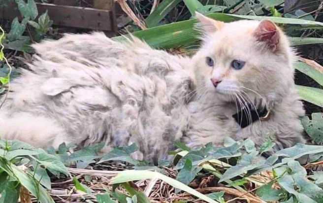 流浪猫奄奄一息，被救助后判若两猫