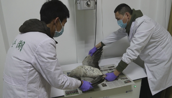 候鸟数量同比增加21442只 呼伦湖成迁徙“温暖驿站”