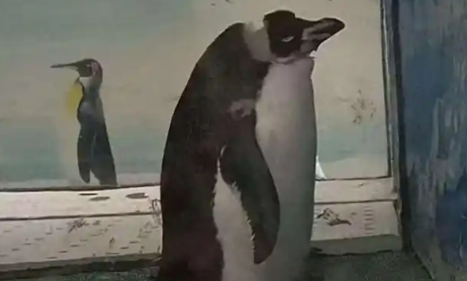 湛江一动物园园方回应：不存在虐待，网传的照片是陈年旧图