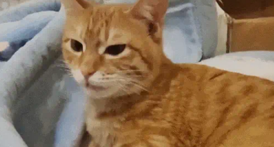 猫妈带娃也看颜值，丑娃全丢给铲屎官，家庭“帝”位一目了然