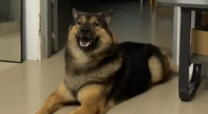 狗子闻着厨房红烧肉的香味，开心地傻笑。狗子：嗯~香