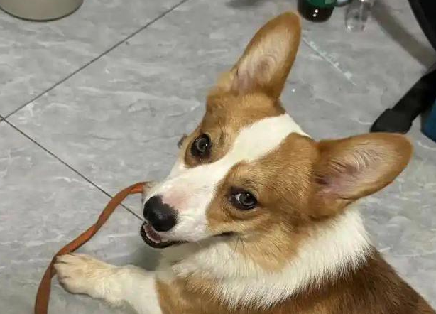 未拴绳柯基挑衅拴绳马犬，被咬后主人暴起，怒砸20分钟