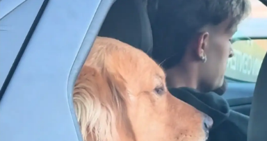 金毛坐汽车后座像大佬。网友：霸道狗裁