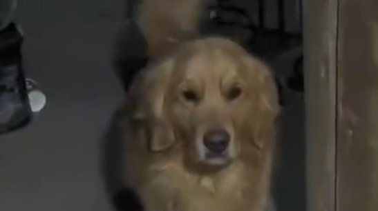 主人回应上厕所被金毛刨门提醒起火