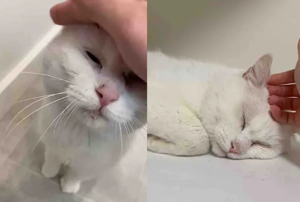 异瞳流浪猫的逆袭：寒冬花园里的奇遇，它用爱点亮了喵生！