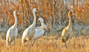 大批珍稀候鸟飞抵鄱阳湖越冬 科技助力守护候鸟迁飞