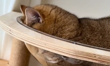 猫咪把脸趴在太空舱里睡觉，脸被压扁。网友:成猫饼了