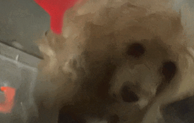 上海爷叔因病离世，狗狗整日不吃不喝后突然消失