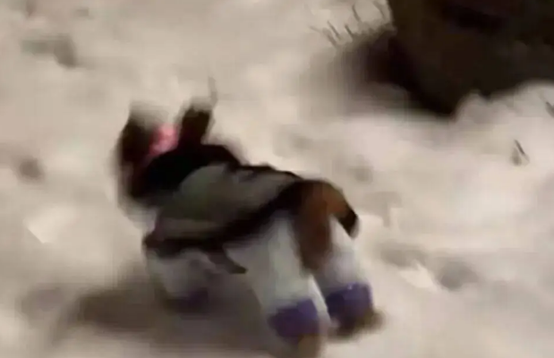 狗子第一次见到雪，在雪地里玩疯了，狗：冻死也要玩