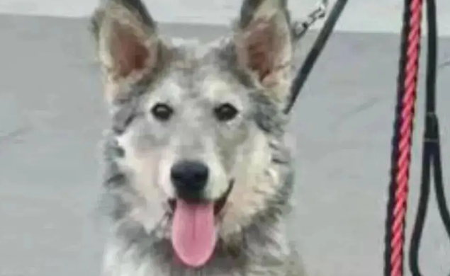 市场遇到一只可爱小狗，它像一个料子不太好的毛绒玩具