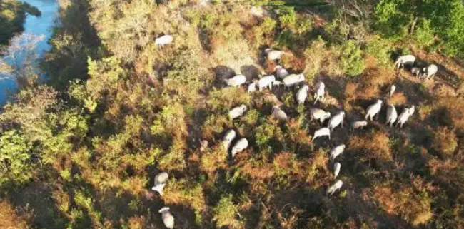 罕见！数十头野生亚洲象同框“出镜”