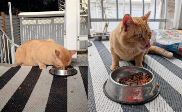 流浪猫雨夜求助，却意外开启奇幻喵生，网友直呼这就是命！