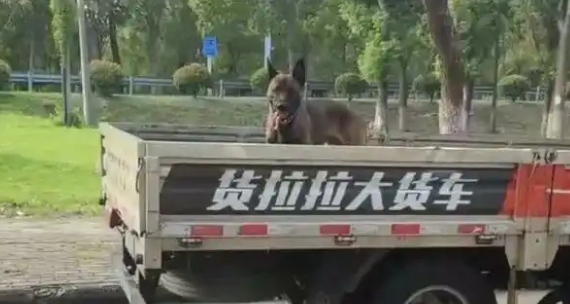 杭州临安通报“拴绳大狗遭柯基犬主人殴打”：已立案