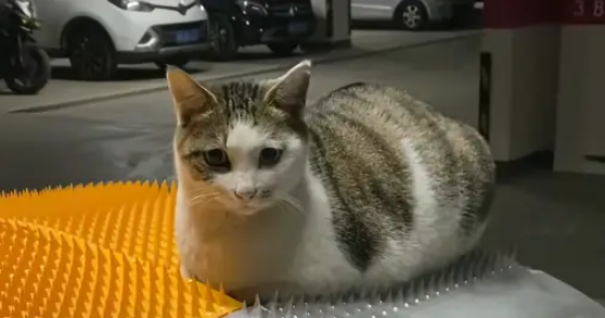流浪猫无视防猫垫，小姐姐暖心铺垫，猫：这按摩器太舒服