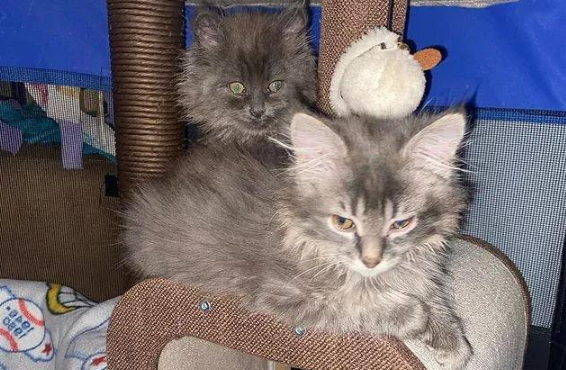 窗台偶遇颤抖小猫，揭开背后令人心疼的秘密