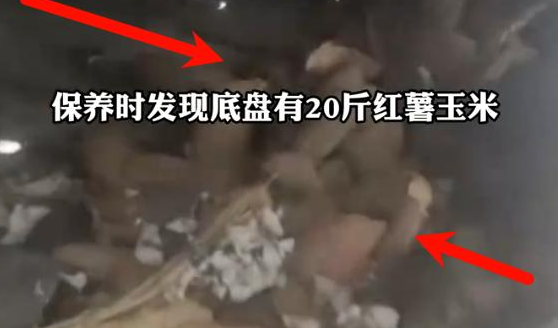 老鼠"囤粮20斤"：一场关于人鼠共存的深度思考