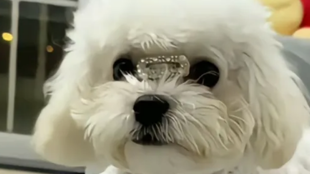 狗狗的前爪突然瘸了，没想到医生却说是装瘸…